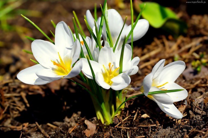 229439_kwiaty_biale_krokusy (700x465, 88Kb)
