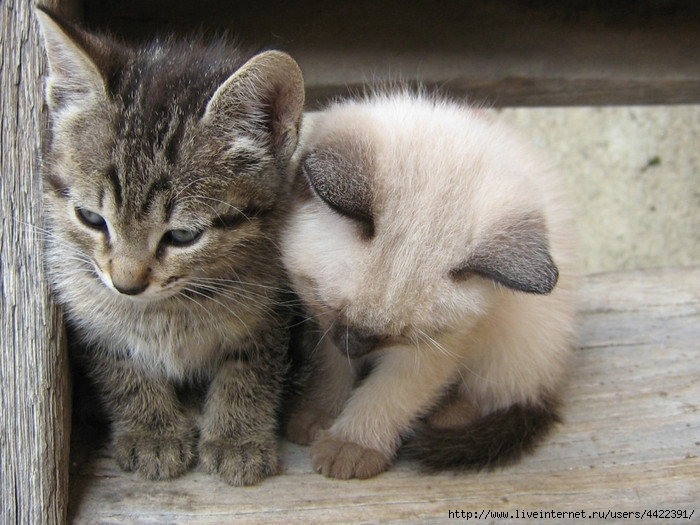 Animals_Cats_Together_more_warmly_028829_ (700x525, 248Kb)