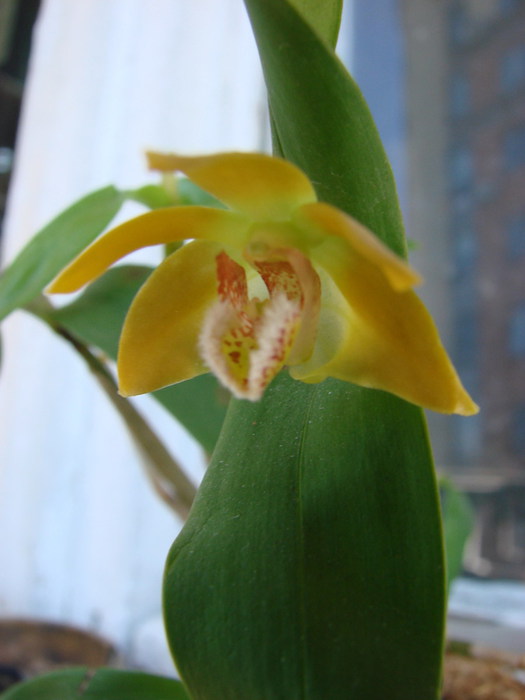 DSC04064 (525x700, 51Kb)