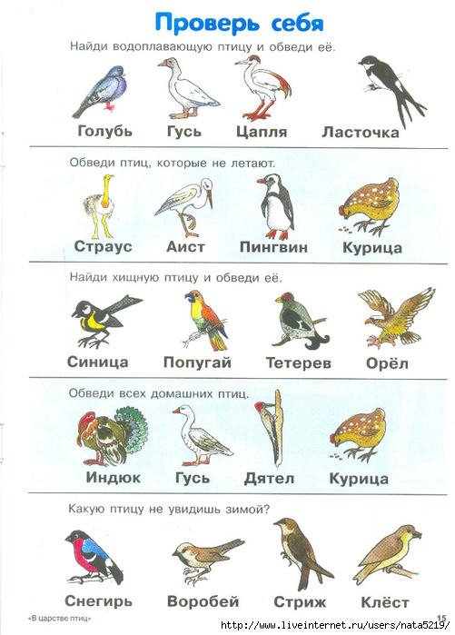 Загадки про птиц с картинками для дошкольников