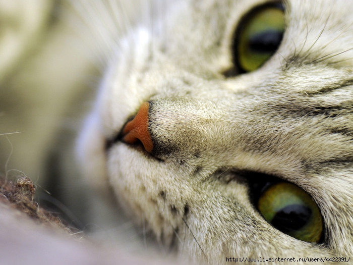 Animals_Cats__027816_ (700x525, 221Kb)