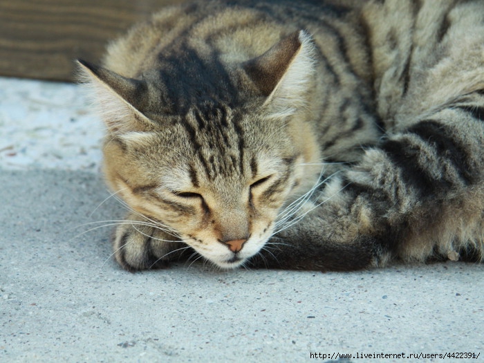 Animals_Cats_Sleepy_Vaska_028111_ (700x525, 235Kb)