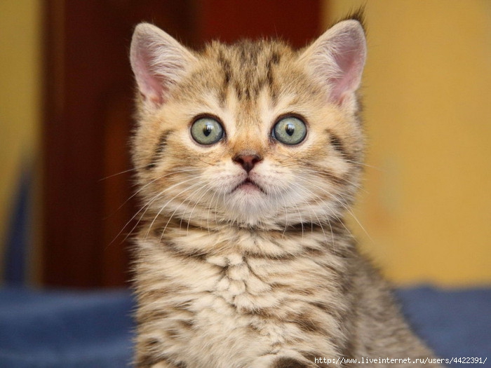 Animals_Cats_Surprised_kitten_024388_ (700x525, 182Kb)