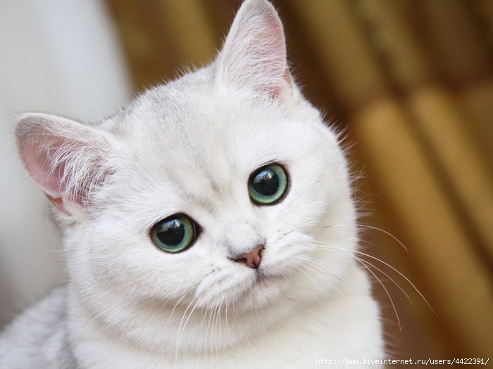 Animals_Cats_White_kitty_024819_ (700x525, 166Kb)