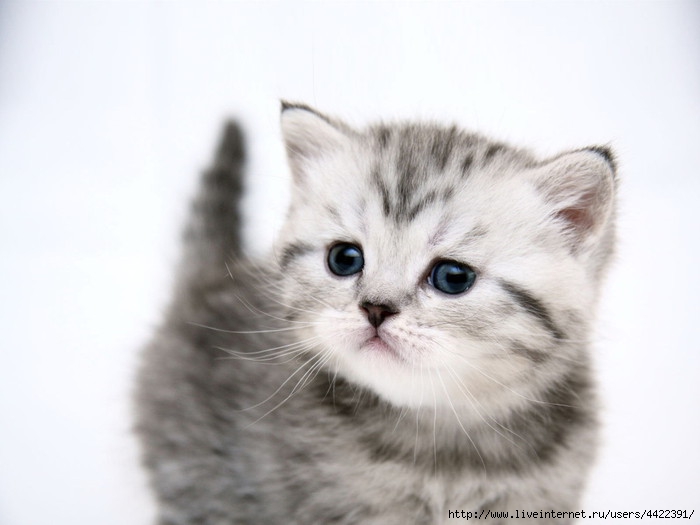 Animals_Cats_Cute_kitten_024945_ (700x525, 116Kb)