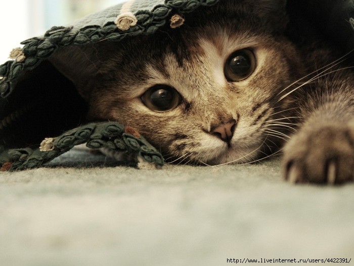 Animals_Cats_Hidden_Cat_026991_ (700x525, 179Kb)