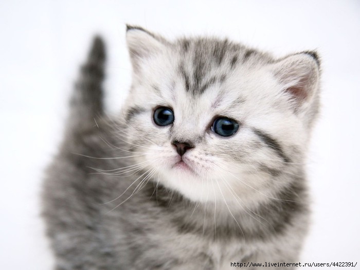 Animals_Cats_small_cute_kitty_027567_ (700x525, 123Kb)