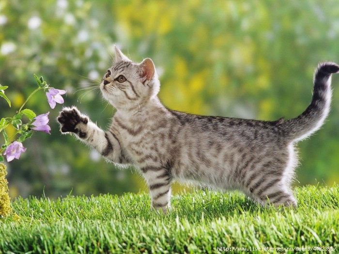 Animals_Cats_Kitten_on_walk_023654_ (700x525, 213Kb)