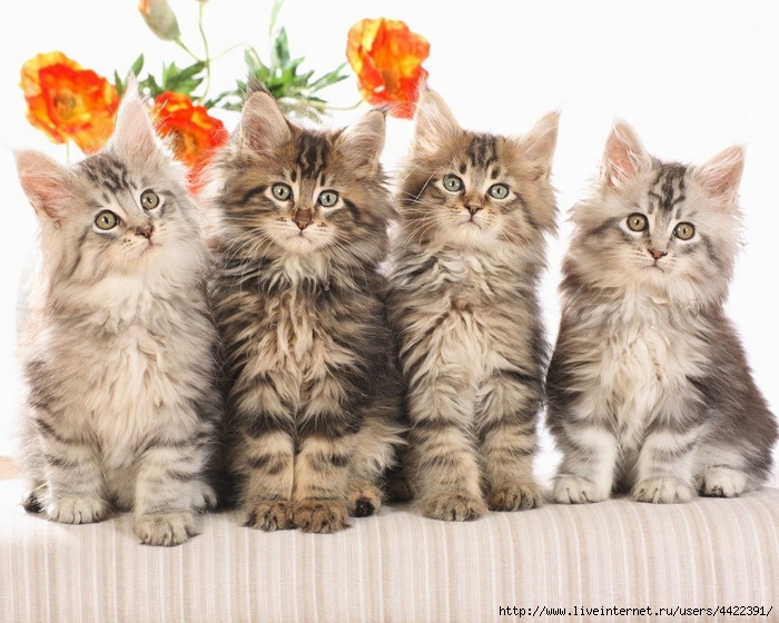 Animals_Cats_Cat_s_family_023761_ (700x560, 258Kb)