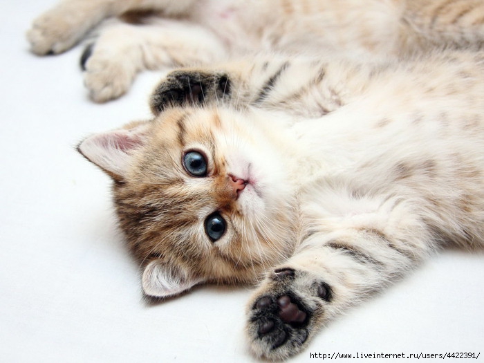 Animals_Cats___ollapsed_kitten_023899_ (700x525, 176Kb)