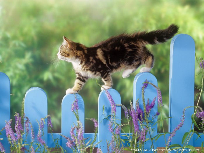 Animals_Cats_The_cat_on__fence_017079_ (700x524, 216Kb)