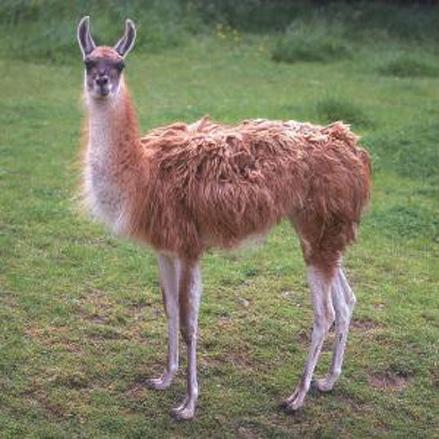lama (439x439, 85Kb)