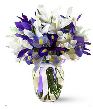 iris_blue_white_1_copy (307x358, 17Kb)