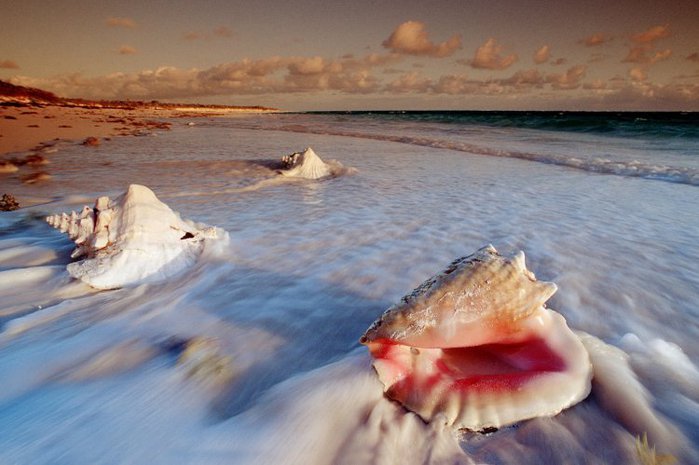 1265128728_conch-shells-cat-island-bahamas (700x465, 58Kb)