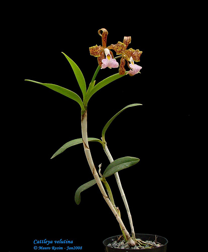 Cattleya velutina2 (413x500, 47Kb)