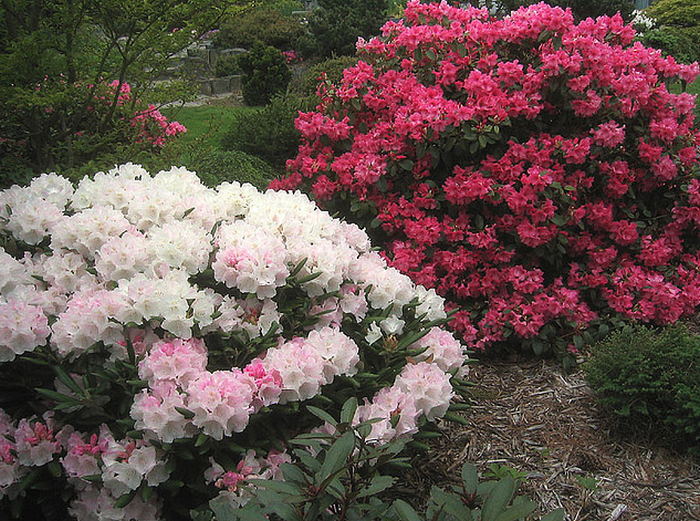 Rhododendrons  Flickr - Photo Sharing! (700x521, 987Kb)