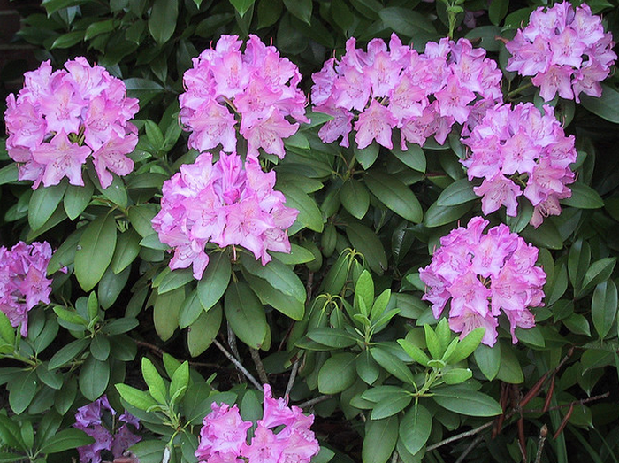 Rhododendron Bush  Flickr - Photo Sharing! (700x523, 1013Kb)