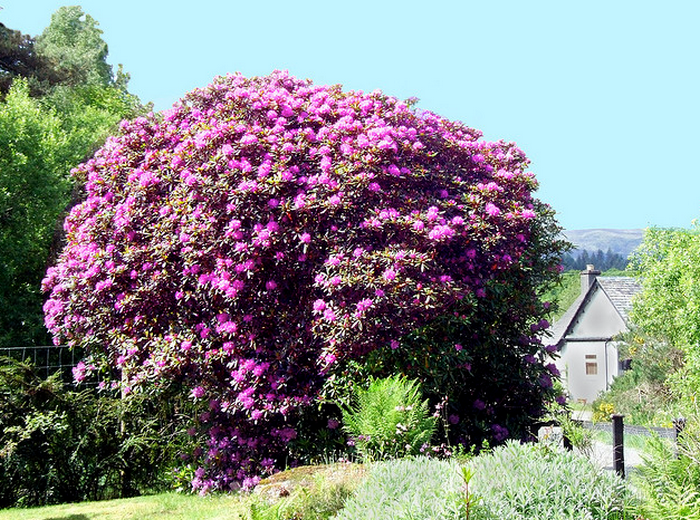 Rhododendron Bush  Flickr - Photo Sharing! (700x520, 816Kb)