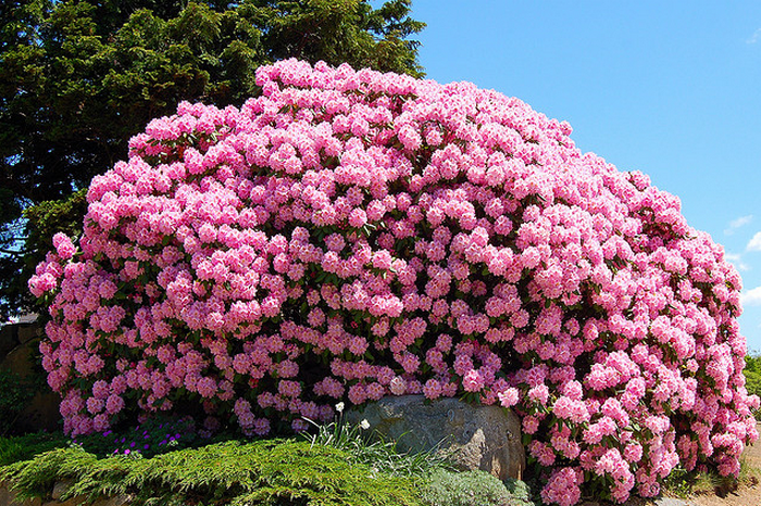 rhododendron bush  Flickr - Photo Sharing! (700x466, 870Kb)