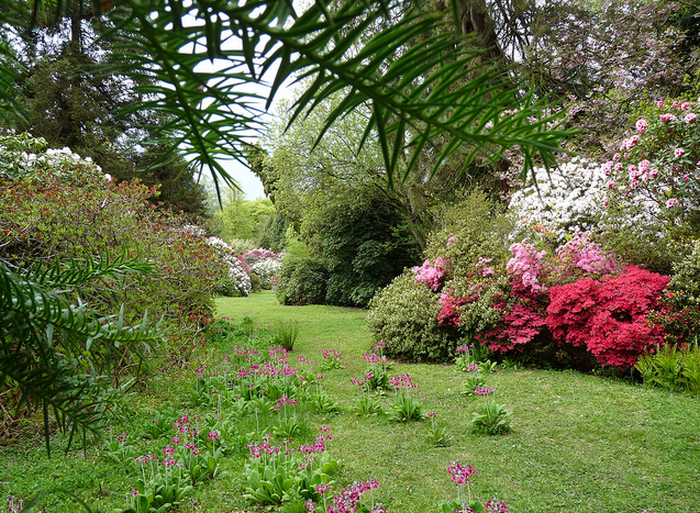 Rhododendron and Azalea  Flickr - Photo Sharing! (700x513, 1012Kb)