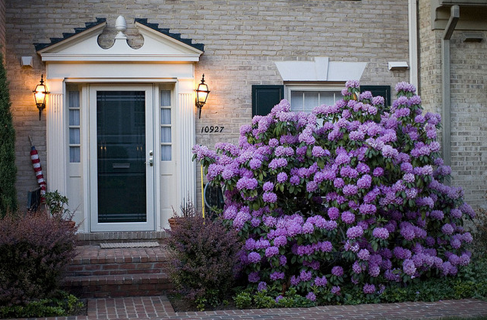 Rhododendron at Dusk (1 of 7)  Flickr - Photo Sharing! (700x461, 852Kb)