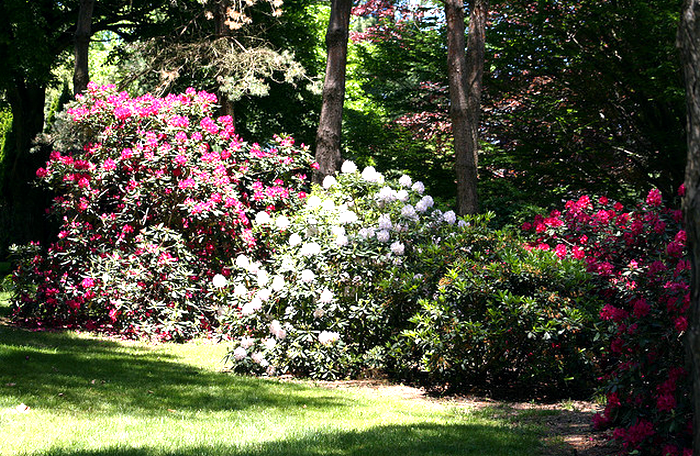 Rhododendron bushes  Flickr - Photo Sharing! (700x456, 805Kb)