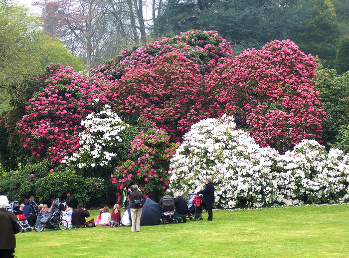 Rhododendrons at Killerton  Flickr - Photo Sharing! (700x517, 936Kb)