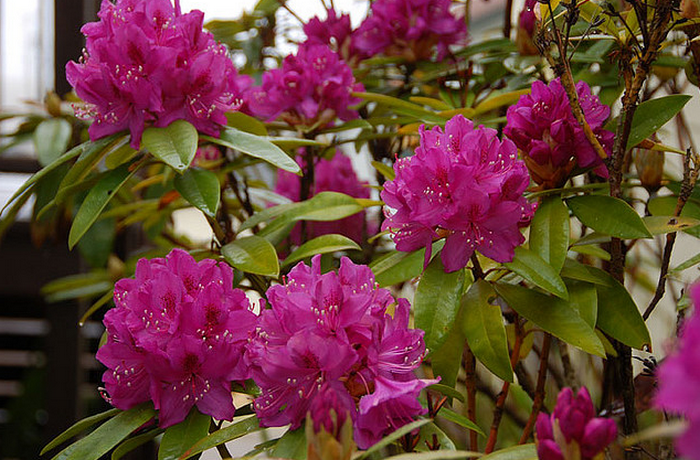 Purple rhododendron bush  Flickr - Photo Sharing! (700x460, 866Kb)