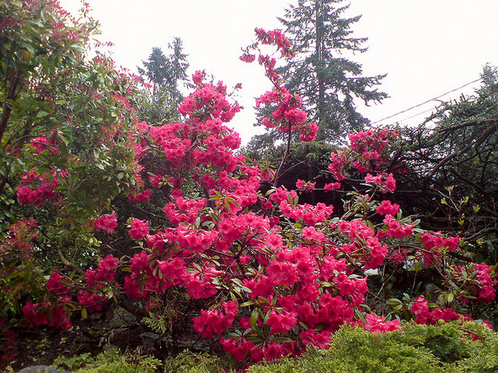 Rhododendron  Flickr - Photo Sharing! (700x524, 906Kb)