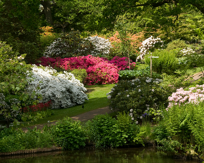 Savill Garden - rhododendron bushes  Flickr - Photo Sharing! (700x558, 1020Kb)