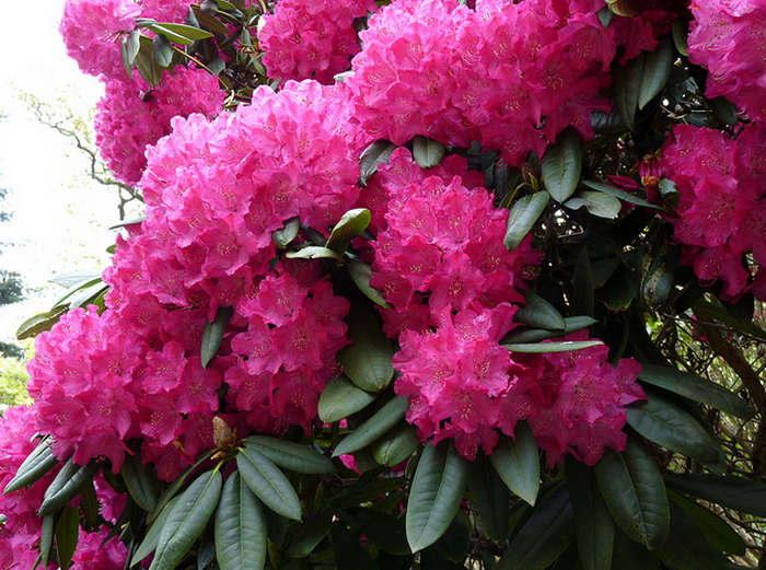 Rhododendron and Azalea  Flickr - Photo Sharing! (700x521, 962Kb)