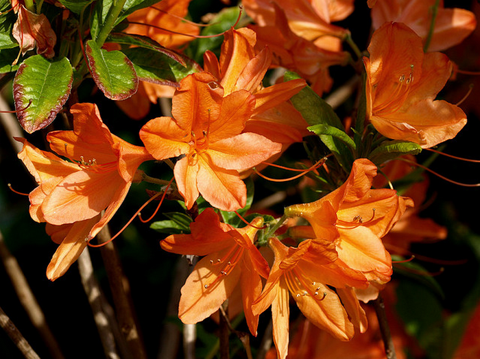 Rhododendron japonicum  Flickr - Photo Sharing! (700x524, 848Kb)