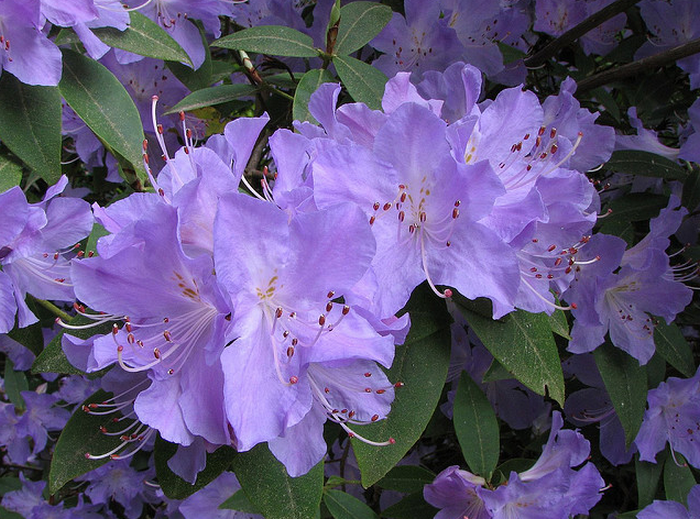 Rhododendron  Flickr - Photo Sharing! (700x519, 994Kb)