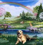  doggyheaven (460x480, 56Kb)