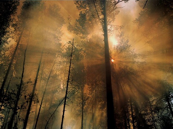 800px-Forestfire4 (700x525, 86Kb)