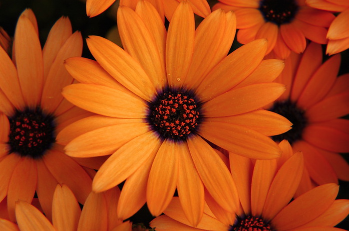 20061022185404_orange flowers (700x464, 92Kb)