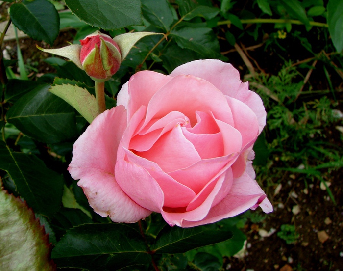 DSC00652 (700x552, 178Kb)