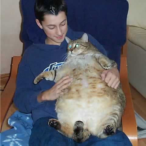 3518263_fatcat (480x478, 16Kb)