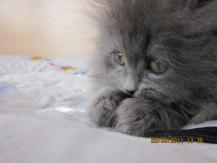 IMG_0192 (700x525, 319Kb)