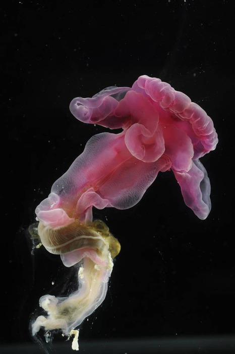 Deep-sea-organisms9-1 (466x700, 47Kb)