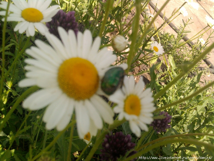 3861170_Foto2294 (700x525, 330Kb)