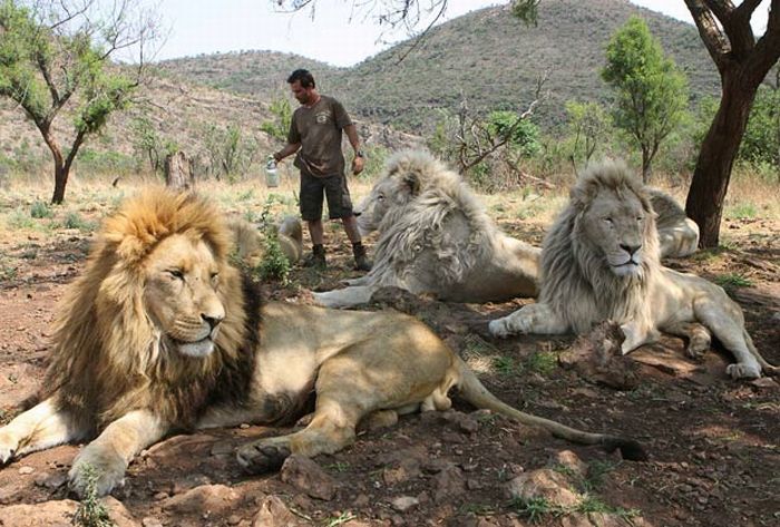 the_lion_whisperer_05 (700x473, 89Kb)