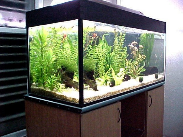 Маленький аквариум фото