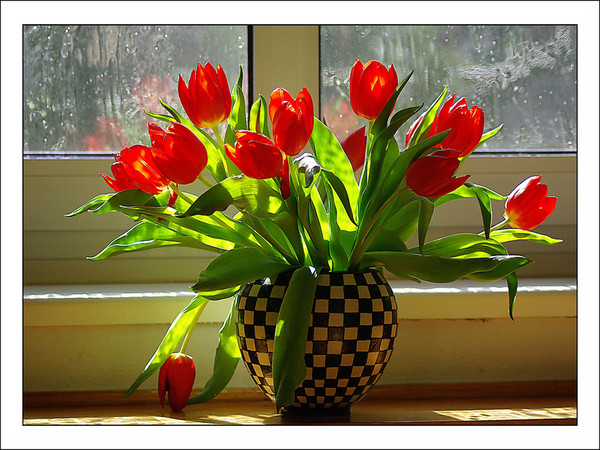 Открытки тюльпаны с добрым утром с пожеланиями. Красные тюльпаны в вазе. Тюльпаны на окне. Тюльпаны с пожеланиями доброго утра и хорошего. Доброе утро тюльпаны.