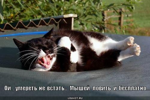 myshey-lovit-besplatno_1281442433 (500x333, 30Kb)