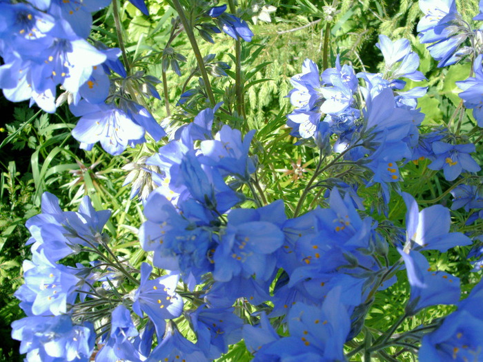 110 (700x525, 178Kb)