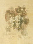  5140_Sauvignon_Blanc (321x425, 23Kb)