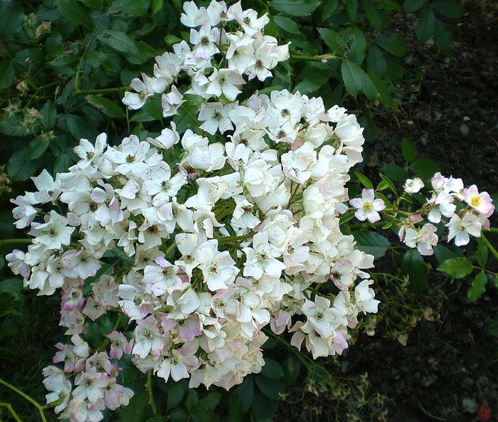 0_23709_158cbdbe_XL (700x593, 185Kb)