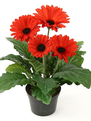 gerbera 1 (300x398, 33Kb)