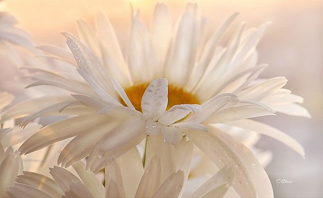0a2a14d2dc4a9721570d6941061f361e (650x399, 62Kb)